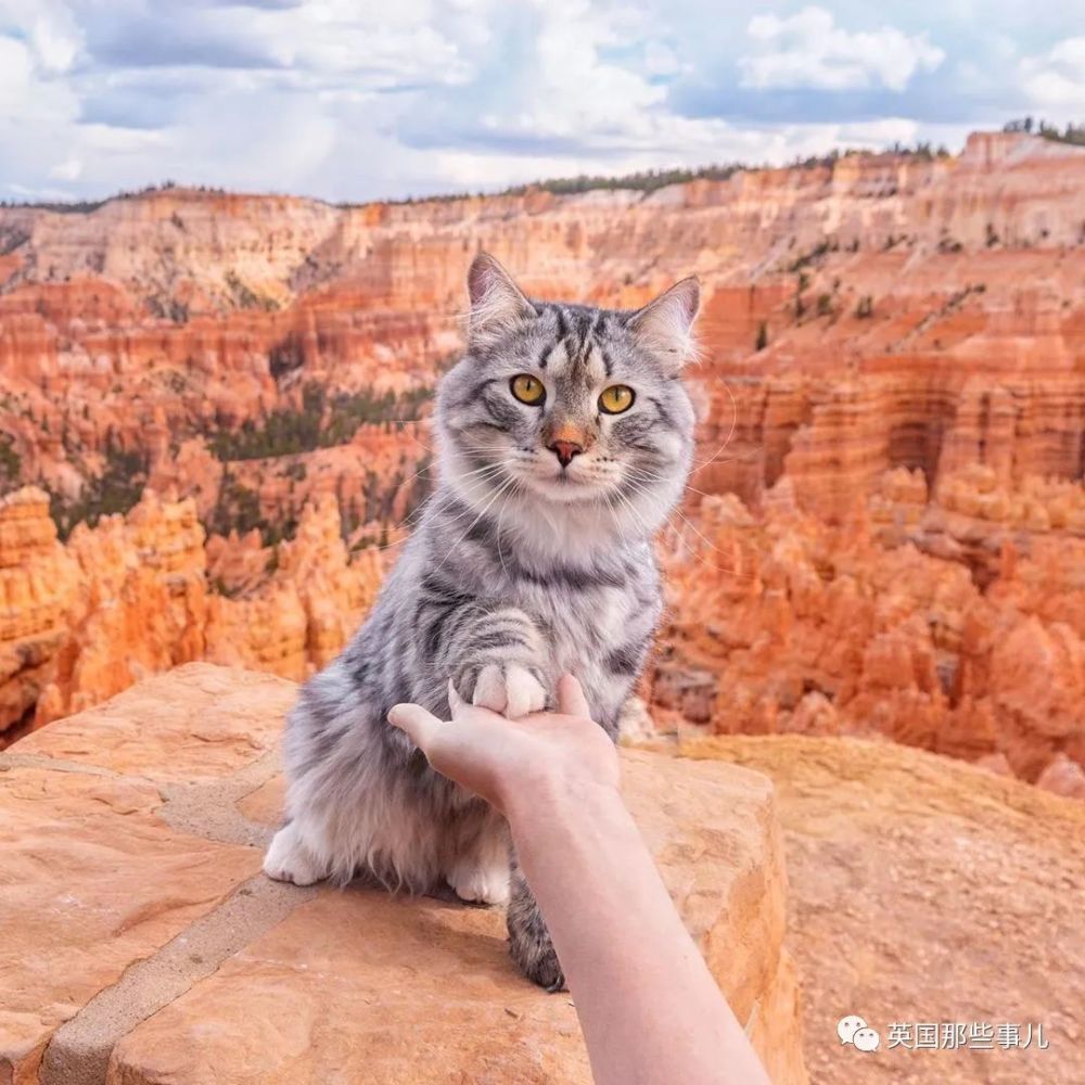 西伯利亚森林猫|大尾巴西伯利亚森林猫，可萌可霸气，简直是行走的鸡毛掸子啊
