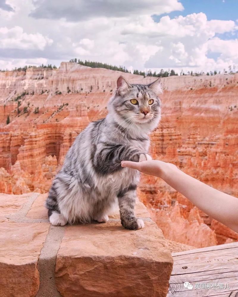 西伯利亚森林猫|大尾巴西伯利亚森林猫，可萌可霸气，简直是行走的鸡毛掸子啊