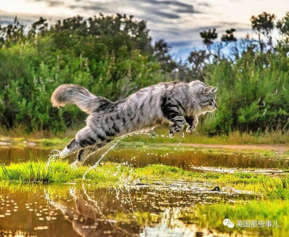 西伯利亚森林猫|大尾巴西伯利亚森林猫，可萌可霸气，简直是行走的鸡毛掸子啊