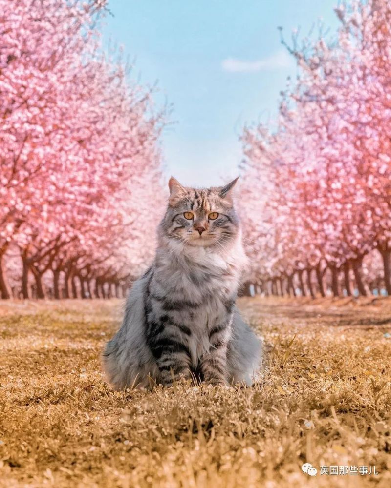 西伯利亚森林猫|大尾巴西伯利亚森林猫，可萌可霸气，简直是行走的鸡毛掸子啊