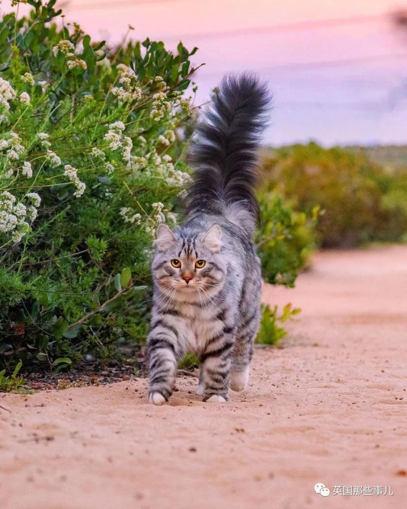 西伯利亚森林猫|大尾巴西伯利亚森林猫，可萌可霸气，简直是行走的鸡毛掸子啊