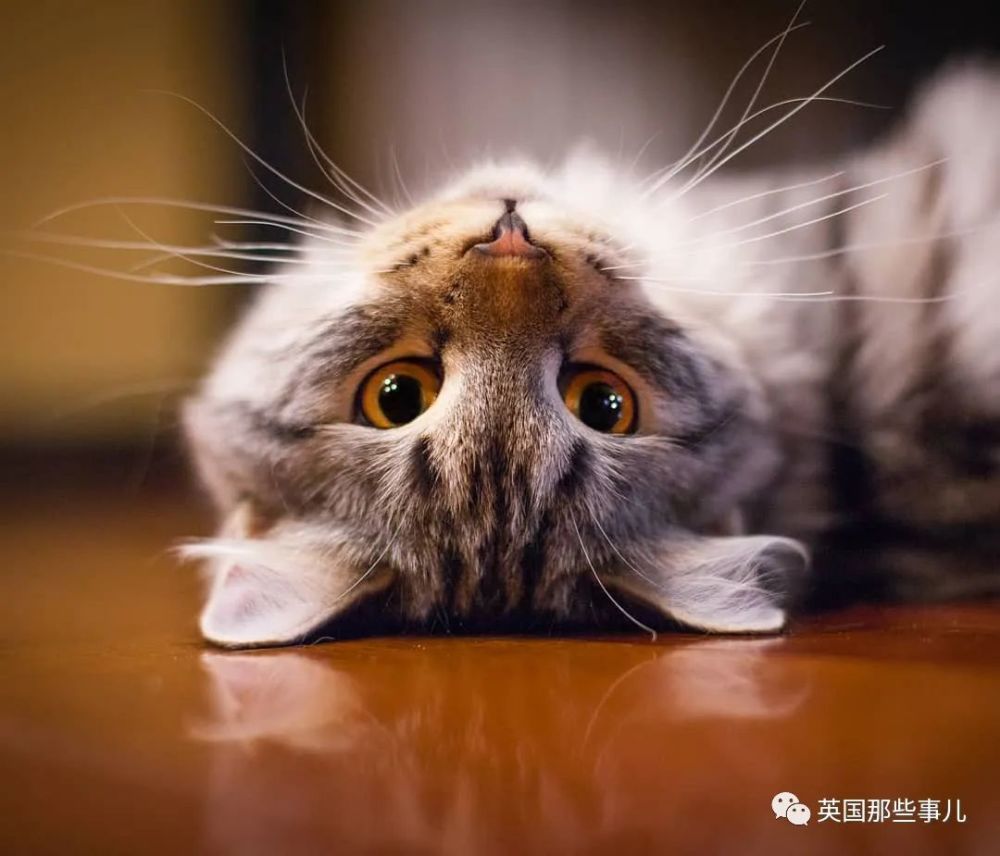 西伯利亚森林猫|大尾巴西伯利亚森林猫，可萌可霸气，简直是行走的鸡毛掸子啊