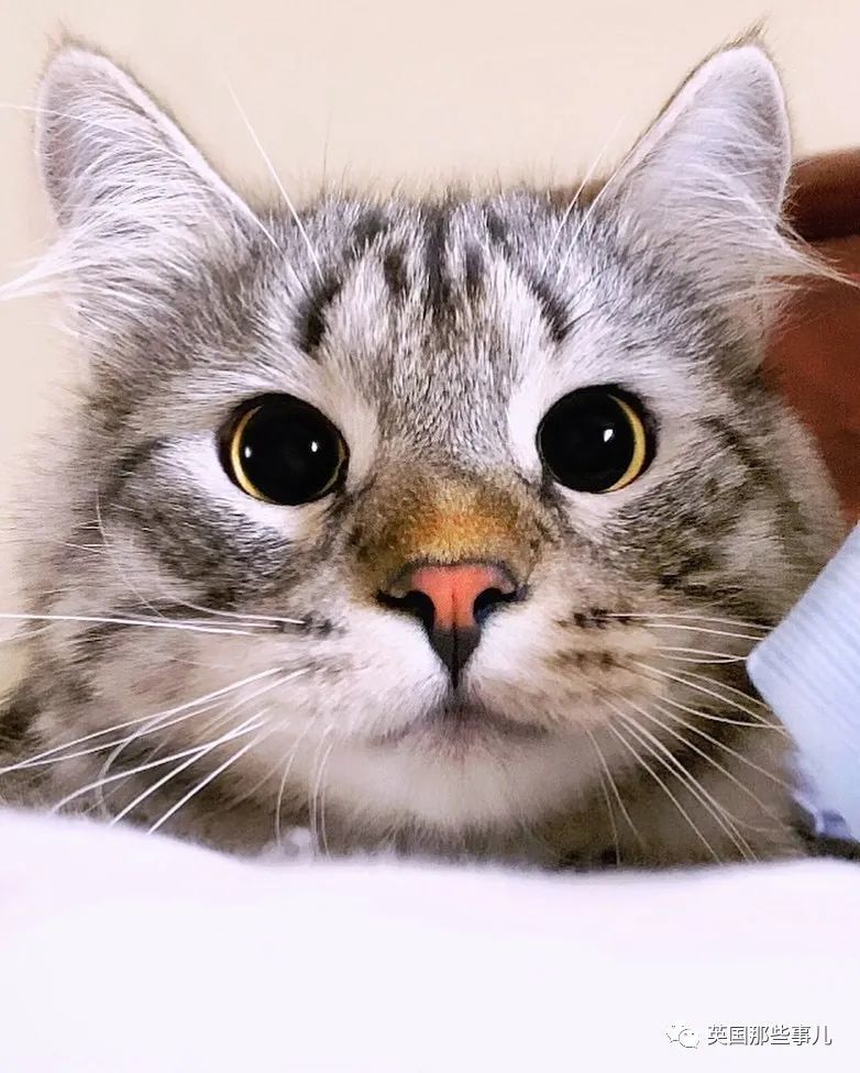 西伯利亚森林猫|大尾巴西伯利亚森林猫，可萌可霸气，简直是行走的鸡毛掸子啊