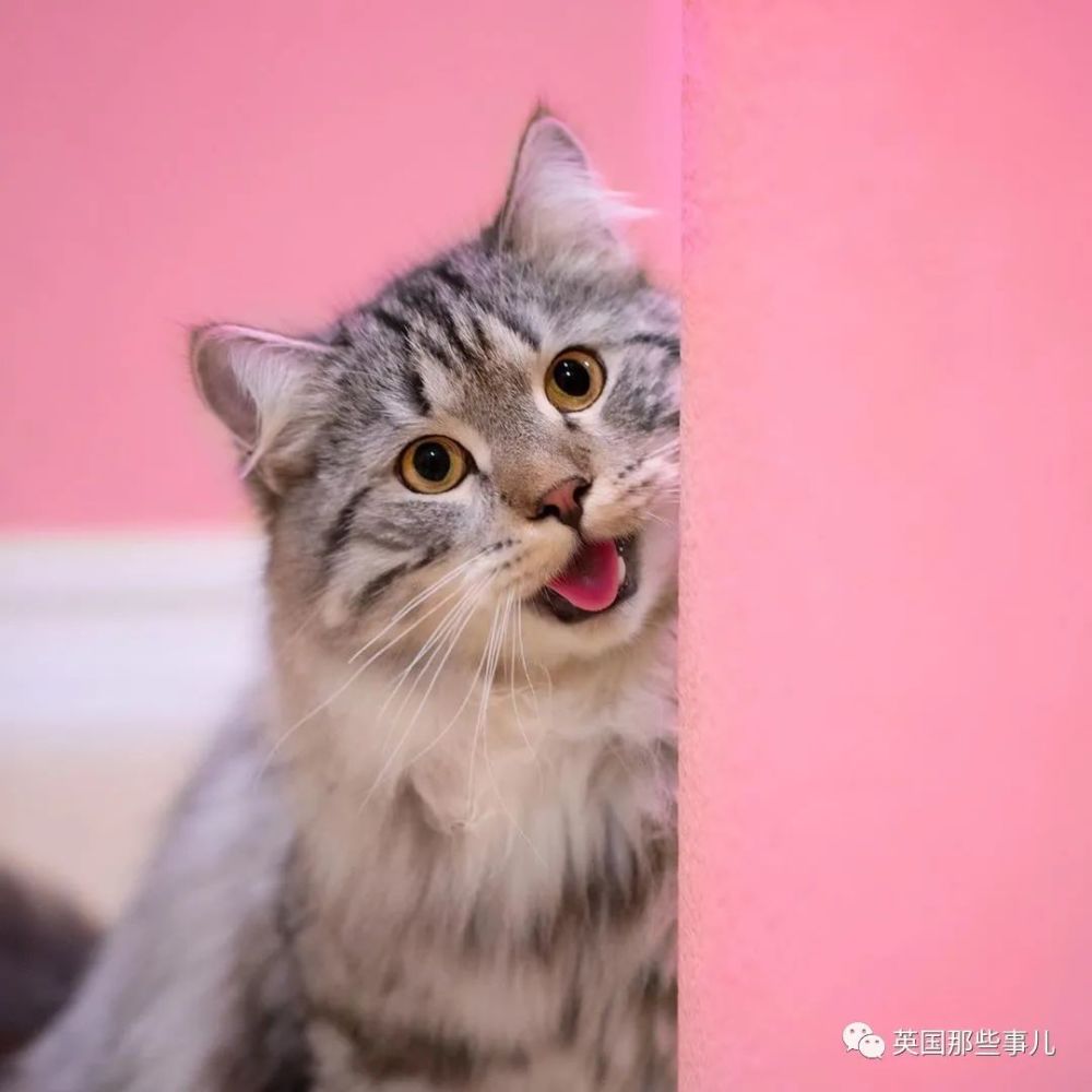 西伯利亚森林猫|大尾巴西伯利亚森林猫，可萌可霸气，简直是行走的鸡毛掸子啊