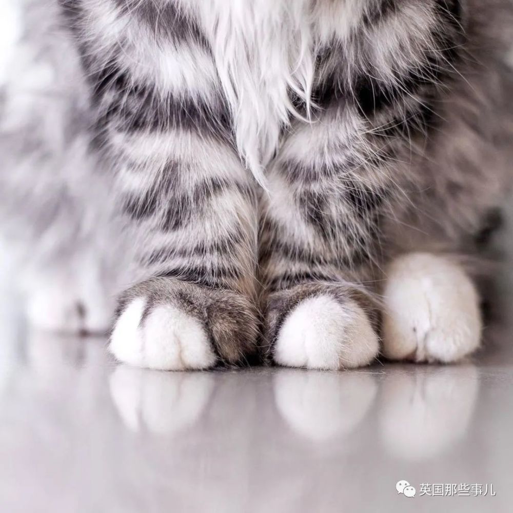 西伯利亚森林猫|大尾巴西伯利亚森林猫，可萌可霸气，简直是行走的鸡毛掸子啊