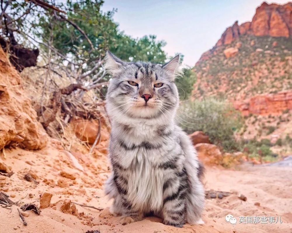 西伯利亚森林猫|大尾巴西伯利亚森林猫，可萌可霸气，简直是行走的鸡毛掸子啊