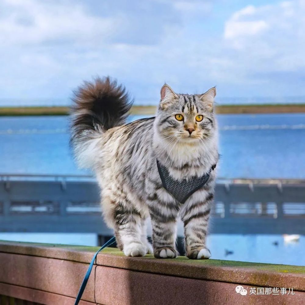 西伯利亚森林猫|大尾巴西伯利亚森林猫，可萌可霸气，简直是行走的鸡毛掸子啊