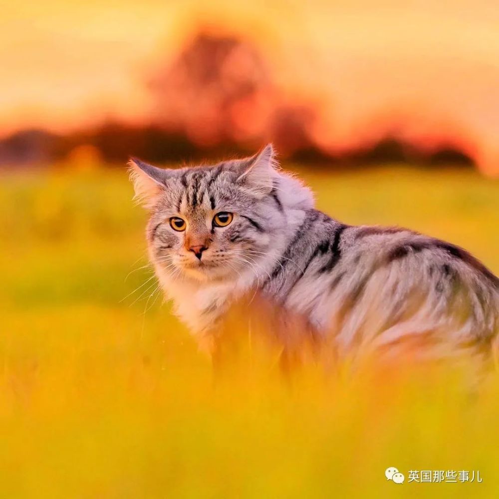 西伯利亚森林猫|大尾巴西伯利亚森林猫，可萌可霸气，简直是行走的鸡毛掸子啊