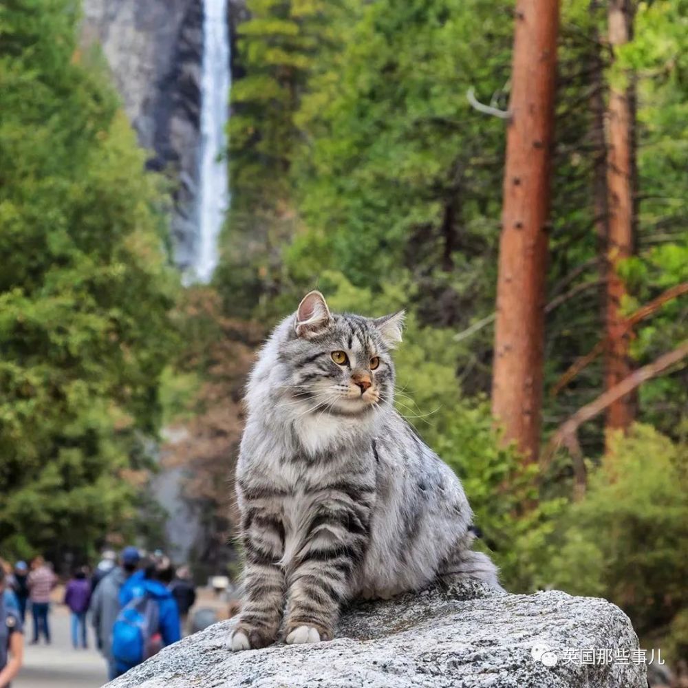 西伯利亚森林猫|大尾巴西伯利亚森林猫，可萌可霸气，简直是行走的鸡毛掸子啊