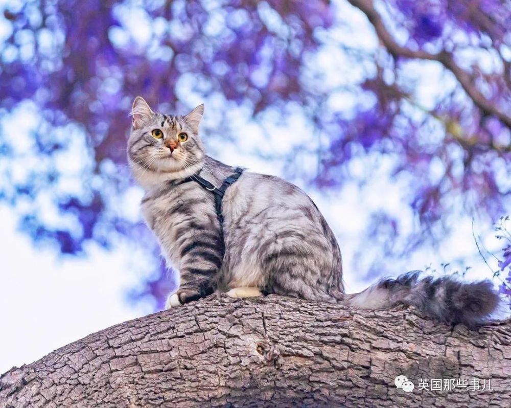西伯利亚森林猫|大尾巴西伯利亚森林猫，可萌可霸气，简直是行走的鸡毛掸子啊
