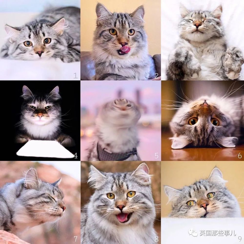 西伯利亚森林猫|大尾巴西伯利亚森林猫，可萌可霸气，简直是行走的鸡毛掸子啊