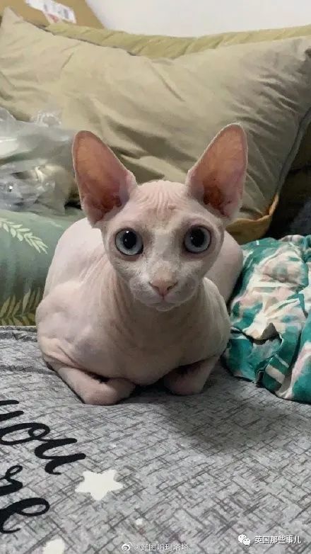 西伯利亚森林猫|大尾巴西伯利亚森林猫，可萌可霸气，简直是行走的鸡毛掸子啊