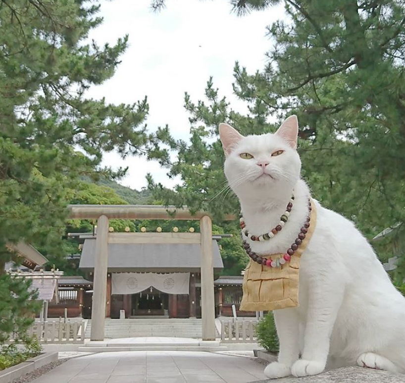 日本有座 喵喵庙 僧侣都是可爱的猫 猫奴们不去参拜一下吗 腾讯新闻