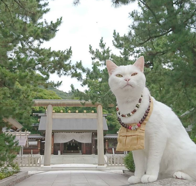 日本有座 喵喵庙 僧侣都是可爱的猫 猫奴们不去参拜一下吗 日本 猫奴 猫咪