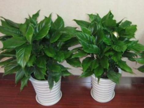 8种盆栽 寓意好 阳台庭院养护几盆 旺人又旺财 健康又长寿 腾讯网