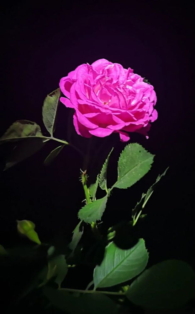 那些花儿 你不知道的美 腾讯新闻