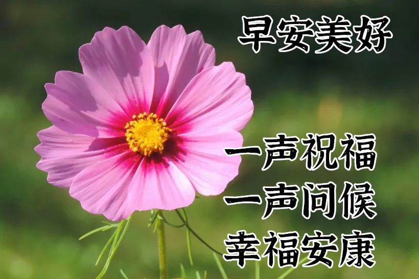 8張唯美好看的鮮花早上好動態圖片帶字早安圖片祝福問候句子