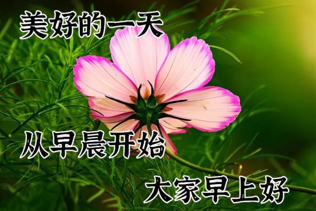 8張唯美好看的鮮花早上好動態圖片帶字早安圖片祝福問候句子