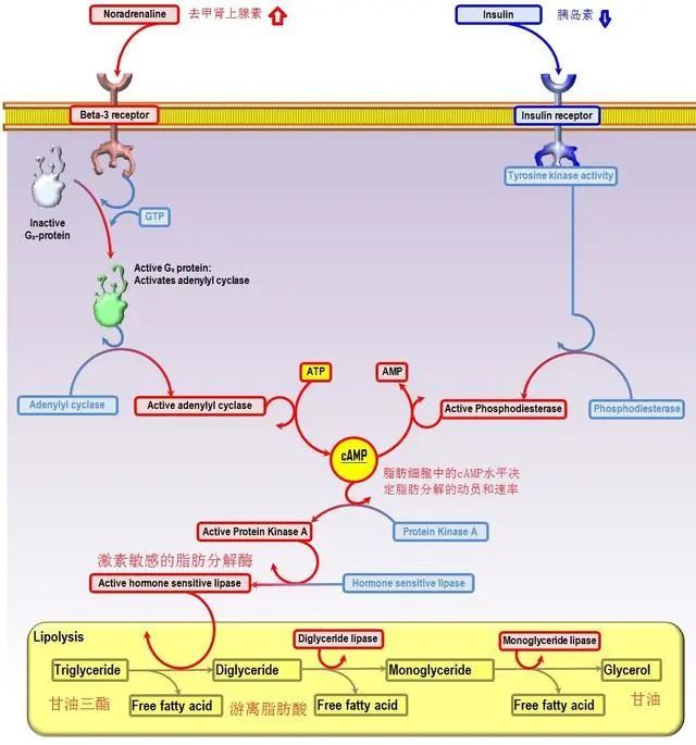能量|人为什么会饿得“发慌”？身体如何实现自我保护