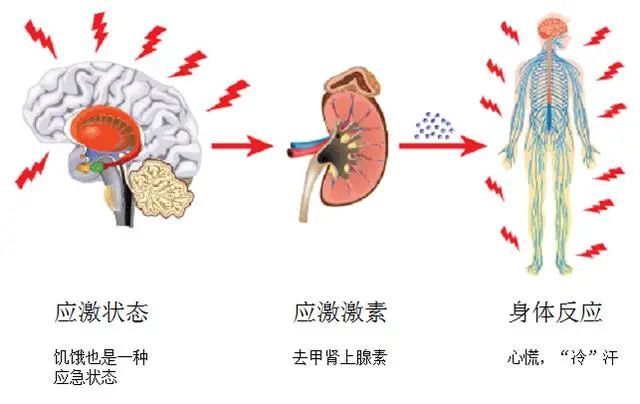 能量|人为什么会饿得“发慌”？身体如何实现自我保护