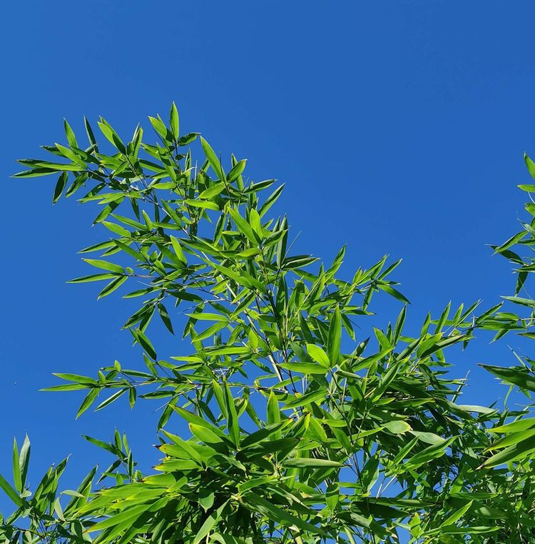与大自然一同养生 和花草树木一起消暑 腾讯新闻