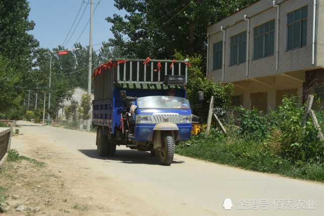 误判小麦涨价 农村大叔选择存粮 做错两件事 汗水白流了 腾讯网