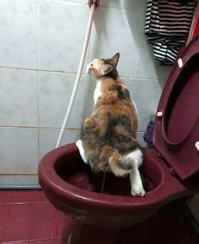 猫咪拉屎花样多铲屎官们进来认领下自家喵主子的拉粑粑动作吧