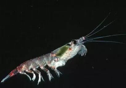 磷虾|你是虾吗？南极鳞虾：我不是！