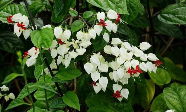 新手养花 月季 绿萝 吊兰 茉莉都能养死 不如就盆栽它 腾讯网