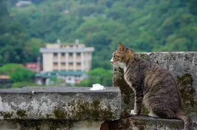 一个属于撸猫爱好者的朝圣之地 台湾猴硐猫村 腾讯新闻