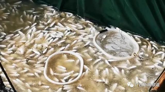 钦州港|金鲳鱼小瓜虫病爆发！病鱼销往全国各地，专家给出解释