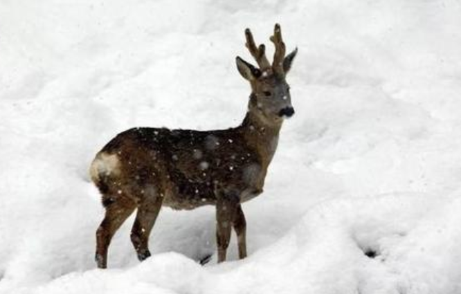 东北神兽"傻狍子",究竟有多傻?网友:没有灭绝简直就是奇迹