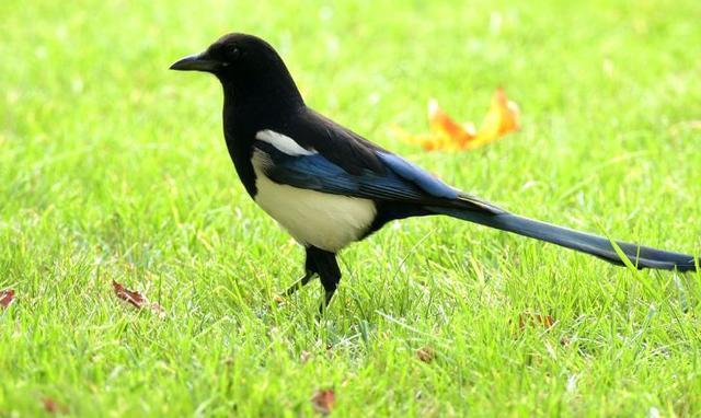 灵签占卜3只喜鹊哪只是来报喜的测出你今年会有什么喜事