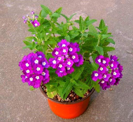 秋天必养的一种花 每次开花满盆花 把家变成小花海 腾讯新闻