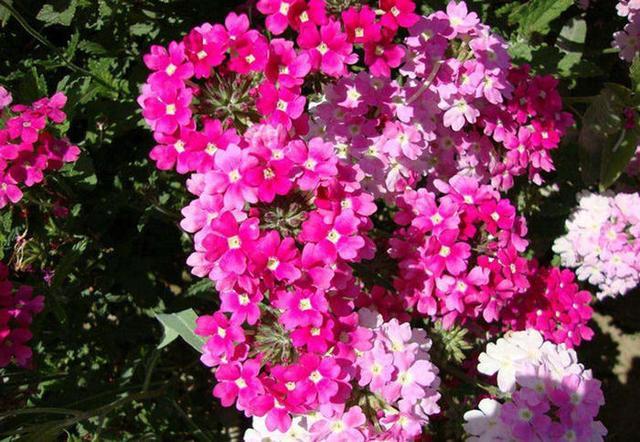 秋天必养的一种花 每次开花满盆花 把家变成小花海 腾讯新闻