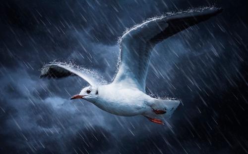 敢於迎接暴風雨的海燕風雨中飄搖的海思事實並非那麼悲觀