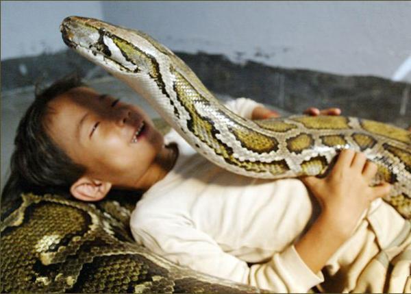 蟒蛇和小孩玩耍七年想不到蟒蛇最后是这样