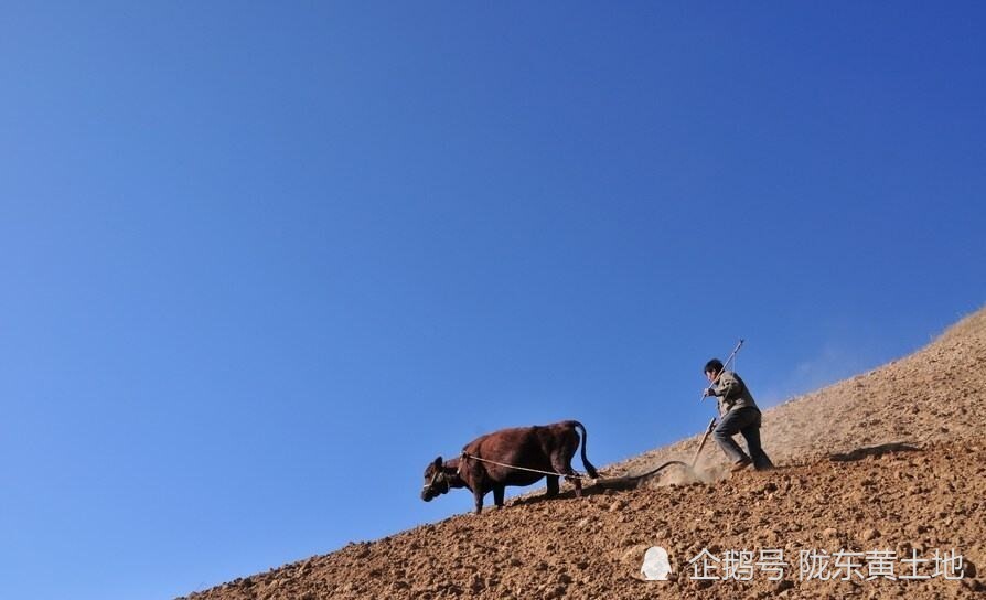 黄土地上精种马铃薯过程,十个步骤值得一看