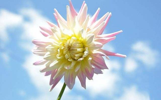 这几个星座害怕婚姻 从内心抗拒 根本不想结婚那么早 水瓶座 射手座 双鱼座 结婚 婚姻 星座