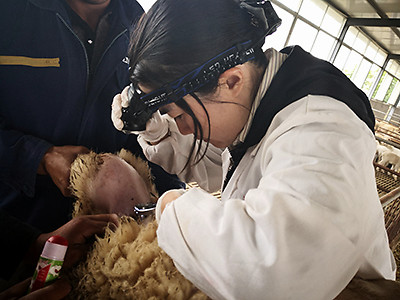 羊人工授精技术八步法操作演练好处多出错少