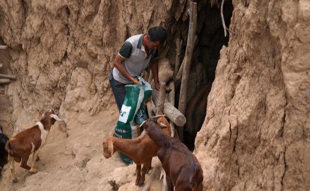 山西农民大叔在深山挖洞养野货1头能赚3000元猜猜养的啥动物
