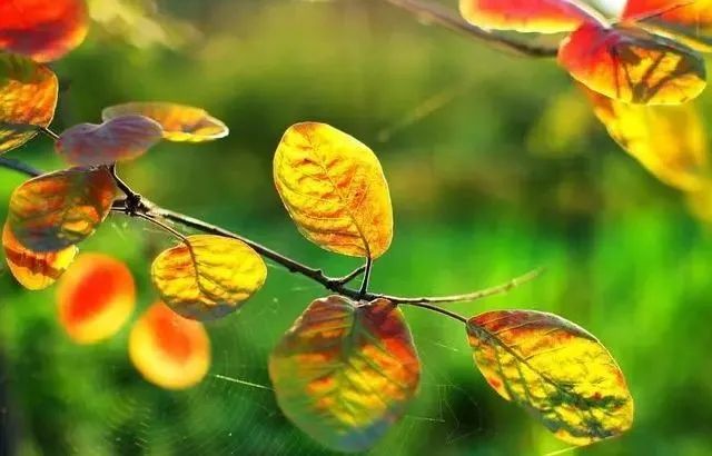 夏秋季花粉过敏高发 如何防治 过敏性结膜炎 过敏 花粉过敏 花粉 高发