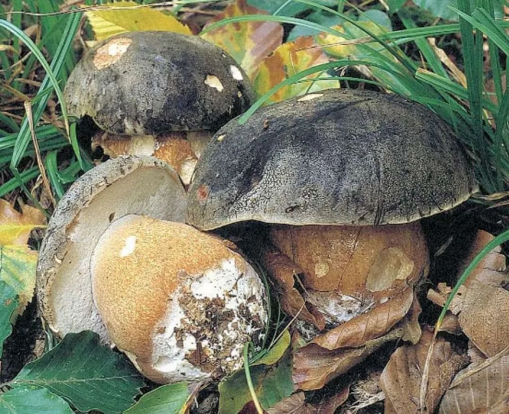 牛肝菌怎么有人吃了就中毒舌尖上的健康5