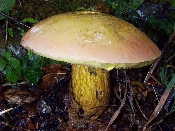 牛肝菌图片 毒蘑菇图片