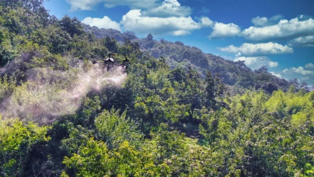 临安山核桃,乘上了"无人机"!