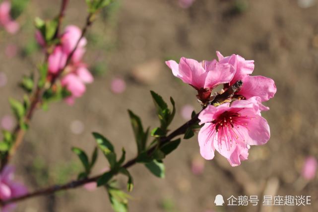 8月18日 日星座运势 白羊迎接挑战 天蝎提升实力 水瓶得心应手 白羊座 星座运势 天蝎座