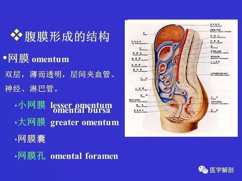 解剖腹部腹膜解剖