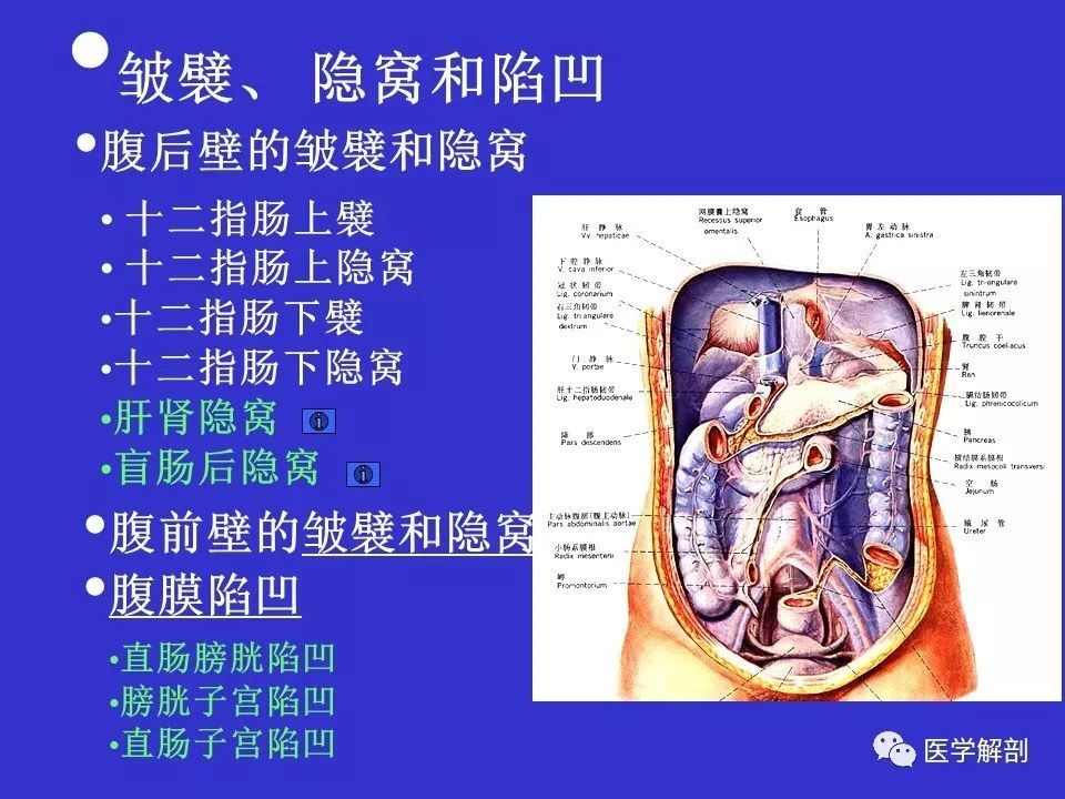 解剖腹部腹膜解剖