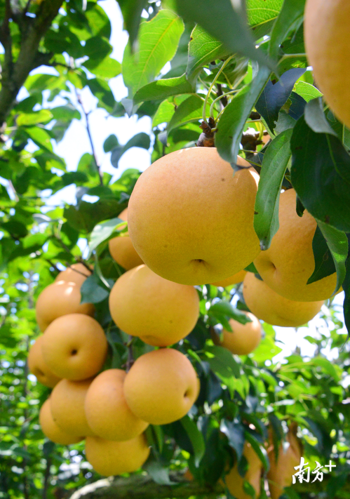 才品水晶梨,又尝"甘露梨"_腾讯新闻