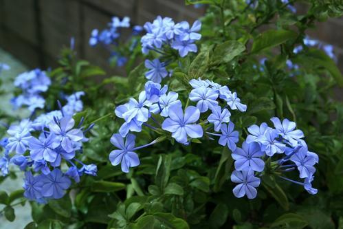 8月下旬 4种花 再漂亮也不能买 开不几天花 很容就 挂了 腾讯新闻